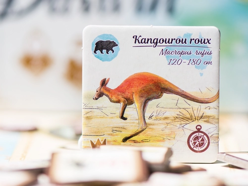 Kangourou
